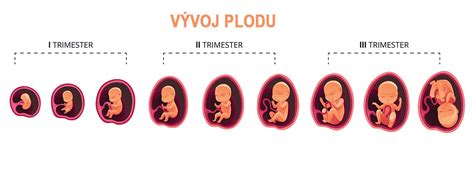Vývoj plodu v maternici týždeň po týždni