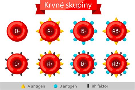 rozdelenie potravín podľa krvných skupín