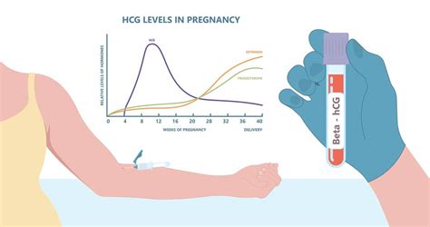 Schéma produkcie hCG počas tehotenstva