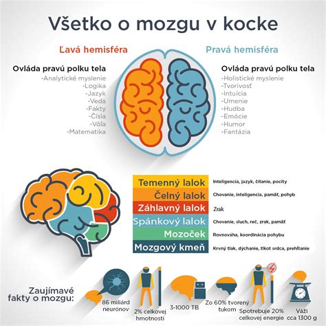infografika o vývine mozgu dieťaťa