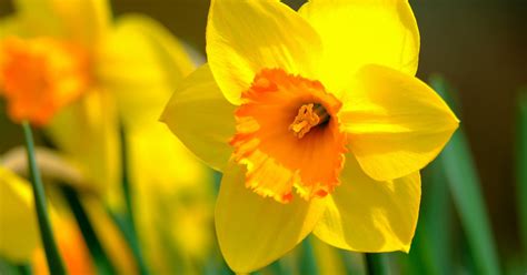 Žlté narcisy ako symbol Dňa narcisov.