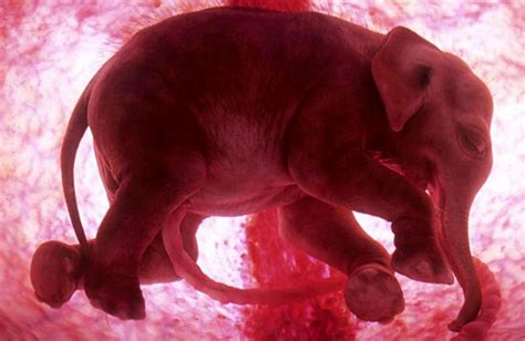 Embryo slona v maternici