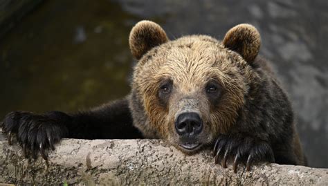 Medvedica s mláďatami