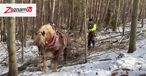 Ilustrácia ťažného koňa v lese