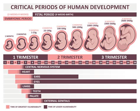 Infografika príčin bolesti v podbrušku v tehotenstve