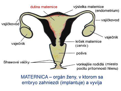 Štruktúra maternice v tehotenstve
