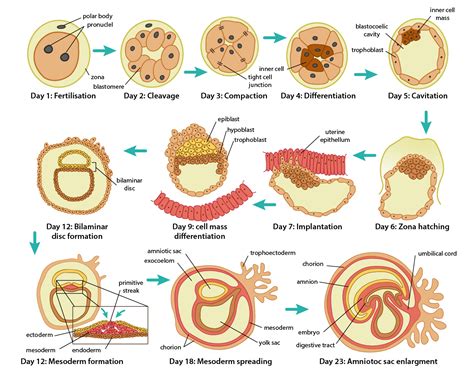 Ilustrácia procesu uhniezdenia embrya
