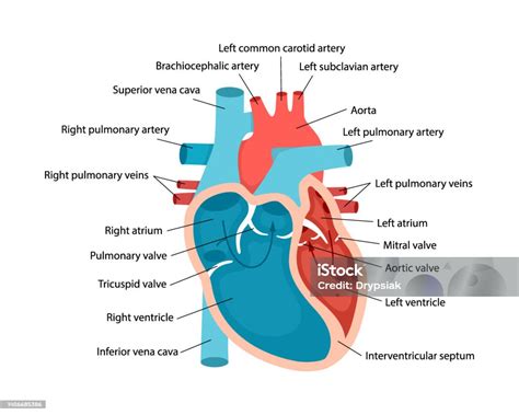 Srdce s vyznačenými cievami