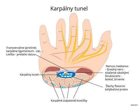 Anatomia karpálneho tunela