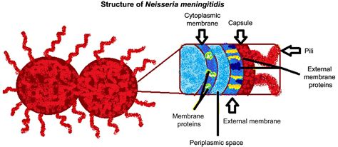 Schéma baktérie Neisseria meningitidis