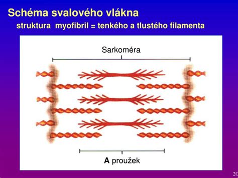 Schéma svalového systému teľaťa