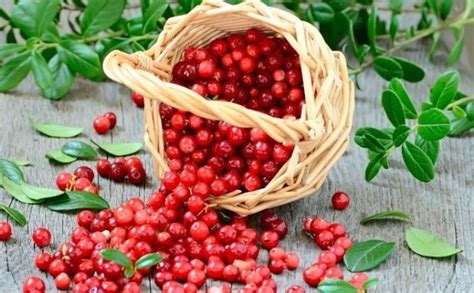 Indiánske liečiteľstvo a brusnice