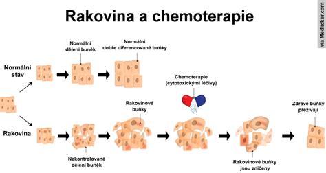 Grafické znázornenie vplyvu chemoterapie na bunky