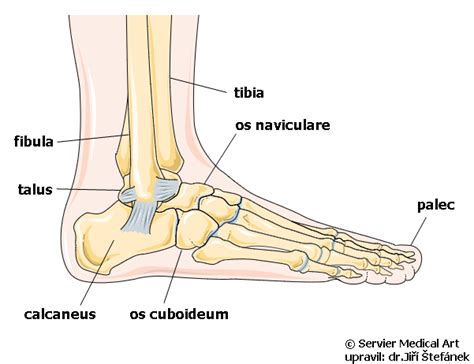 Anatomická stavba detskej nohy