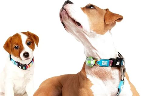 Šteniatka s farebnými obojkami