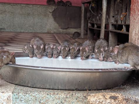 Šteniatko pijúce mlieko z misky