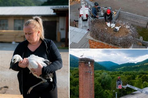 Novonarodené králičie mláďatá v hniezde