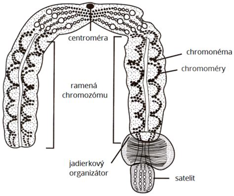 štruktúra chromozómov
