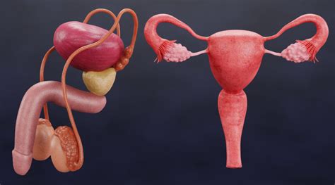 Anatomia mužského reprodukčného systému