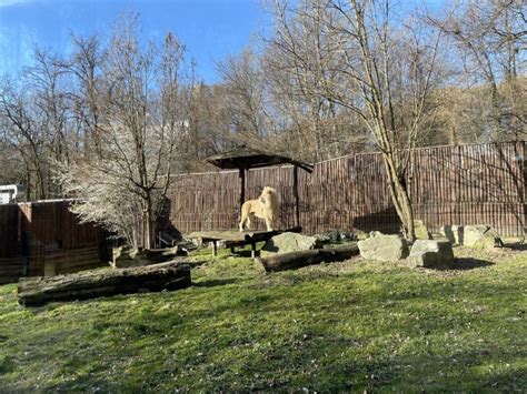 Králik vo veľkom vonkajšom výbehu