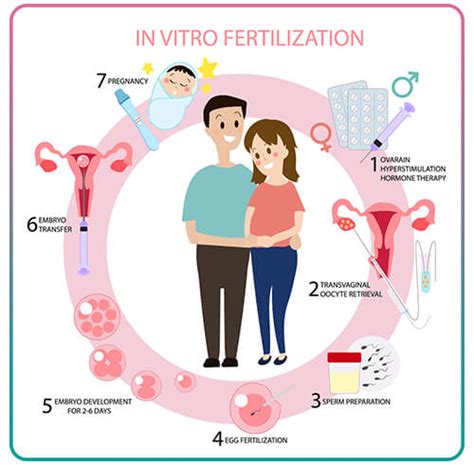 schéma IVF cyklu