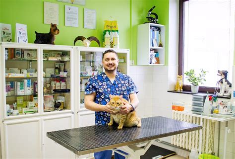 Veterinár vyšetruje gravidnú mačku
