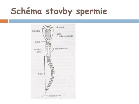 Detailná schéma stavby spermie