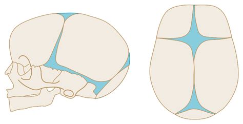 Schema veľkej fontanely na hlave novorodenca