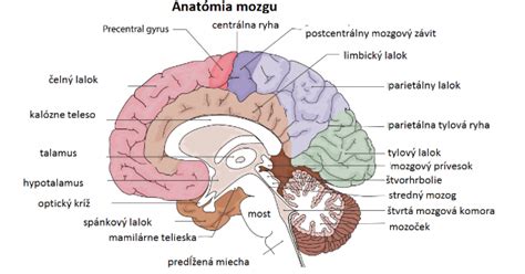 Mapa mozgu s vyznačenými oblasťami zodpovednými za motoriku