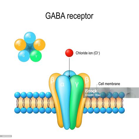 Schéma pôsobenia benzodiazepínov na GABA receptory