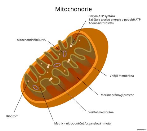 Štruktúra vajíčka a mitochondrií