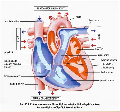 Schéma transplantácie srdca