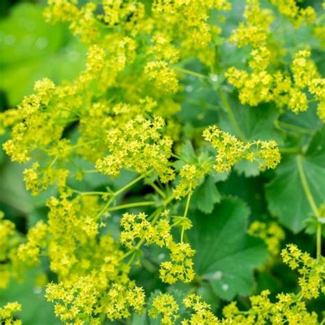 Ilustrácia rastliny alchemilka