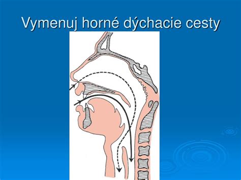 Schéma pôsobenia mukolytika na dýchacie cesty