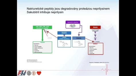 Schéma anafylaktického šoku