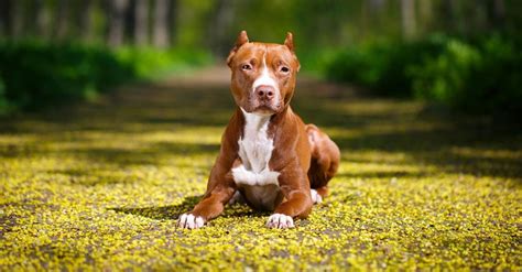 Štruktúra a vzhľad amerického pitbulteriéra