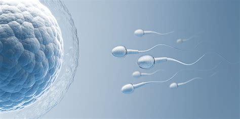 štruktúra embrya pred implantáciou