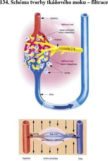 Schéma tvorby D-diméru v tele