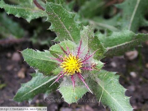 Benedikt lekársky rastlina