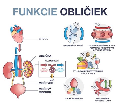 Schema funkcie obličiek