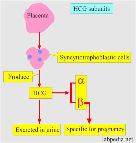 schéma laboratórneho vyšetrenia hCG