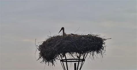 Bocianie hniezdo na komíne