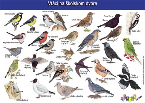 Ilustrácia rôznych druhov vtáctva na Slovensku