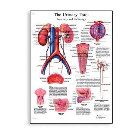 schéma ľudského reprodukčného systému