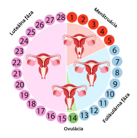 Infografika zobrazujúca príznaky ovulácie