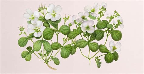 Ilustrácia rastliny Brahmi (Bacopa monnieri)