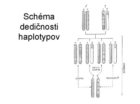 Schéma dedičnosti génov