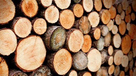 Bukové drevo ako materiál pre detské postieľky