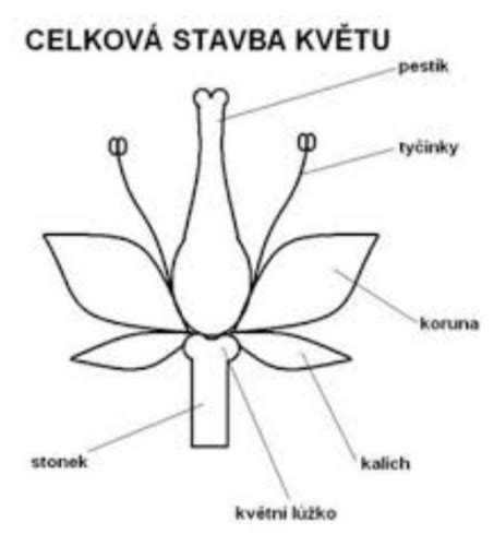 Schéma vývoja kvetu pohánky