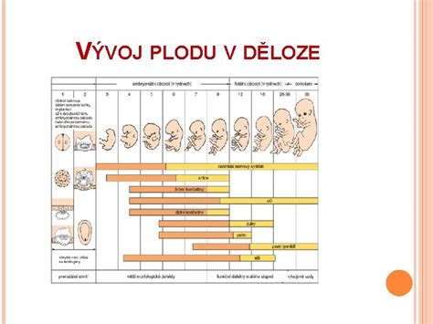 Vývoj pokožky plodu